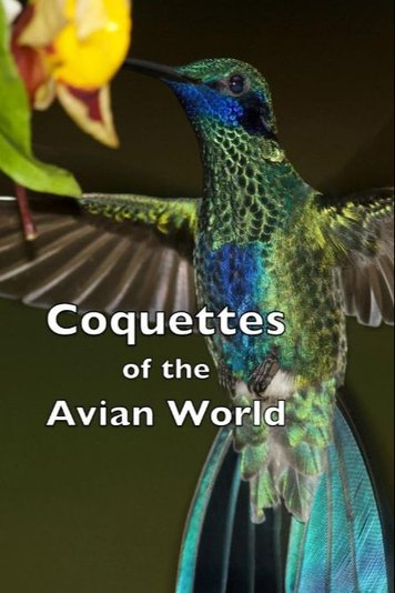 Coquettes of the Avian World
